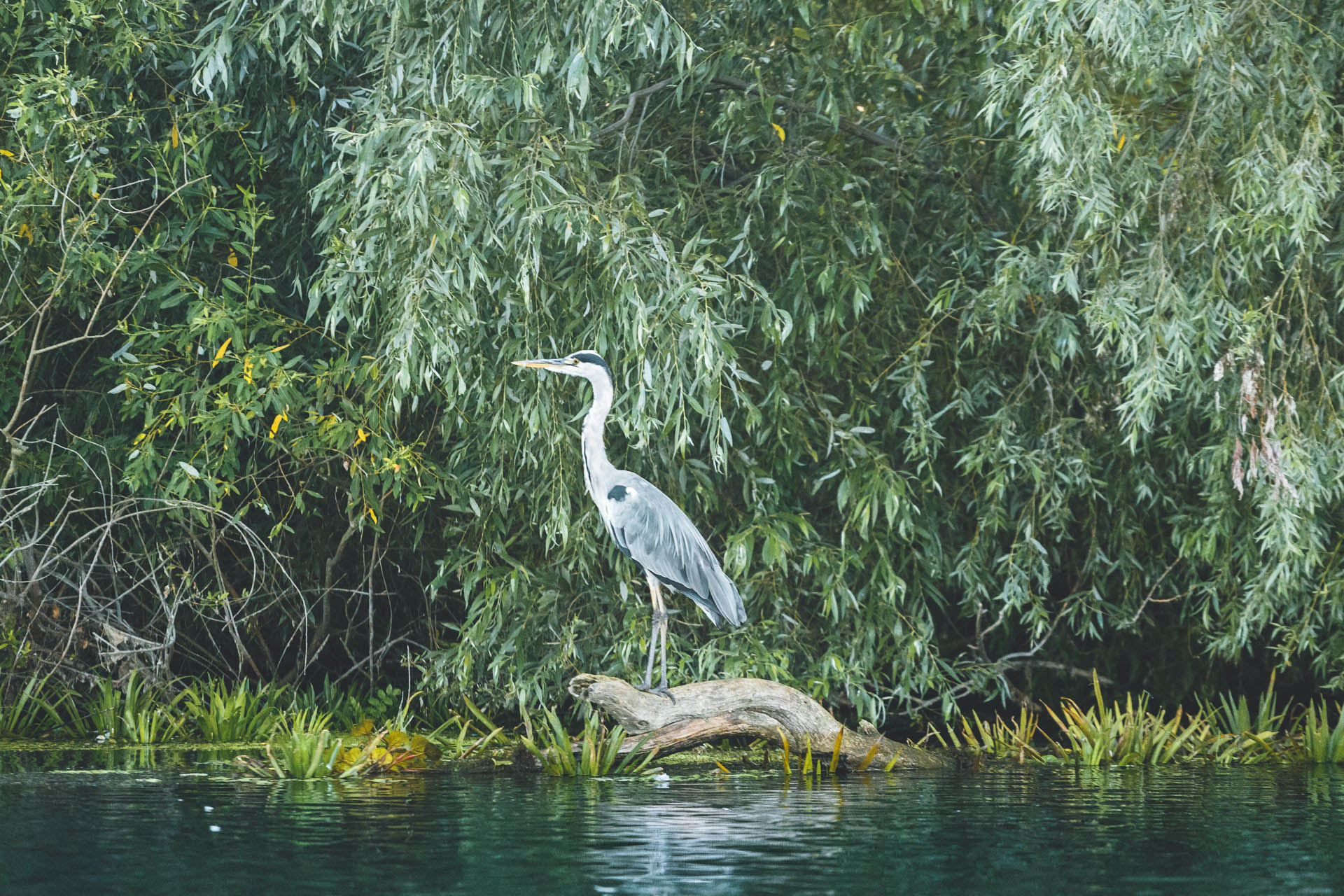 Danube Delta wildlife